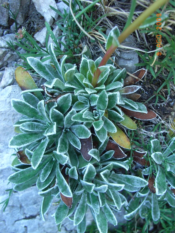 Monte Miletto - Saxifraga paniculata